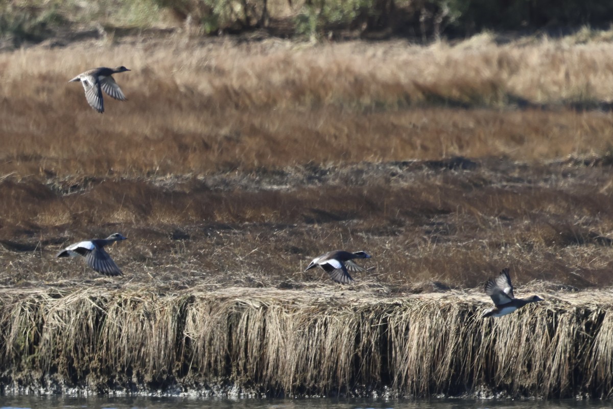 American Wigeon - ML647232825