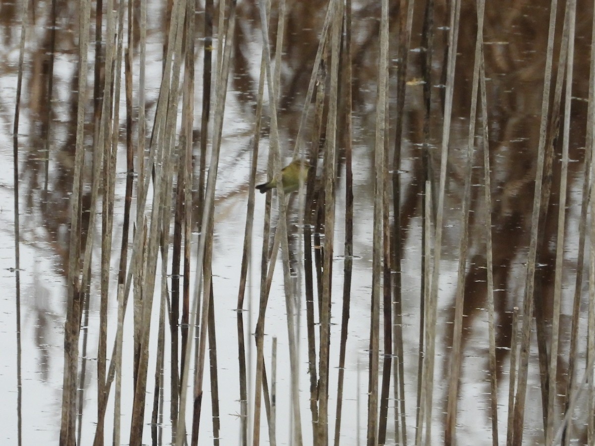 Common Chiffchaff - ML647232834