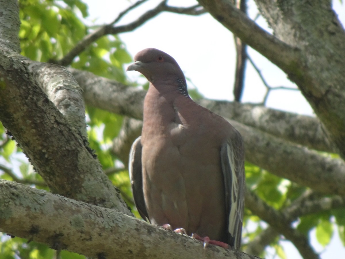 アカメバト - ML647232846