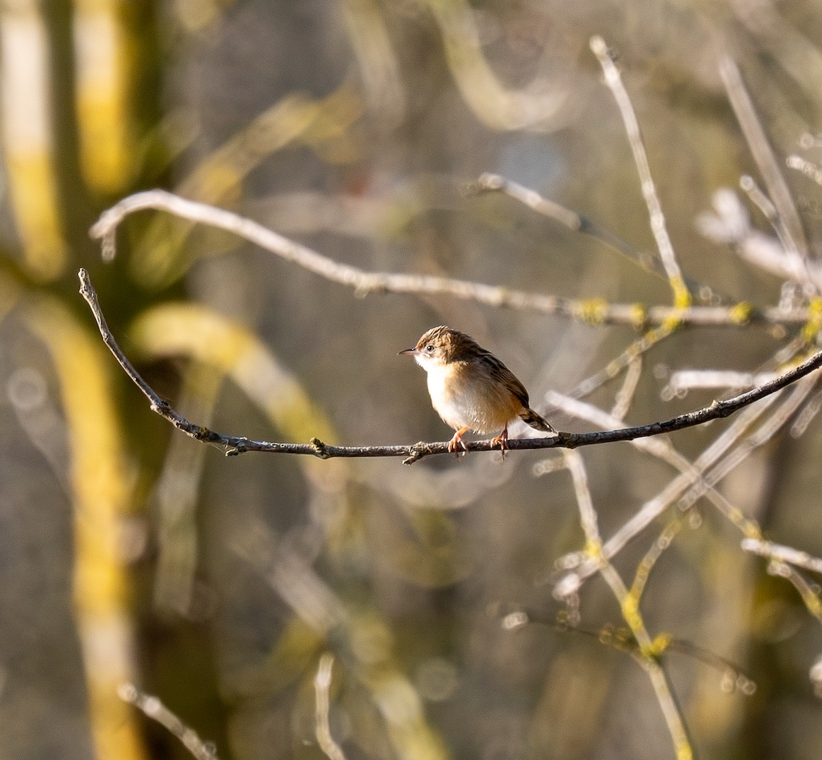 Zitting Cisticola - ML647232853