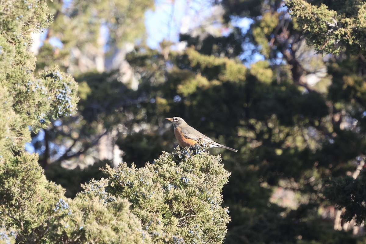 American Robin - ML647232854