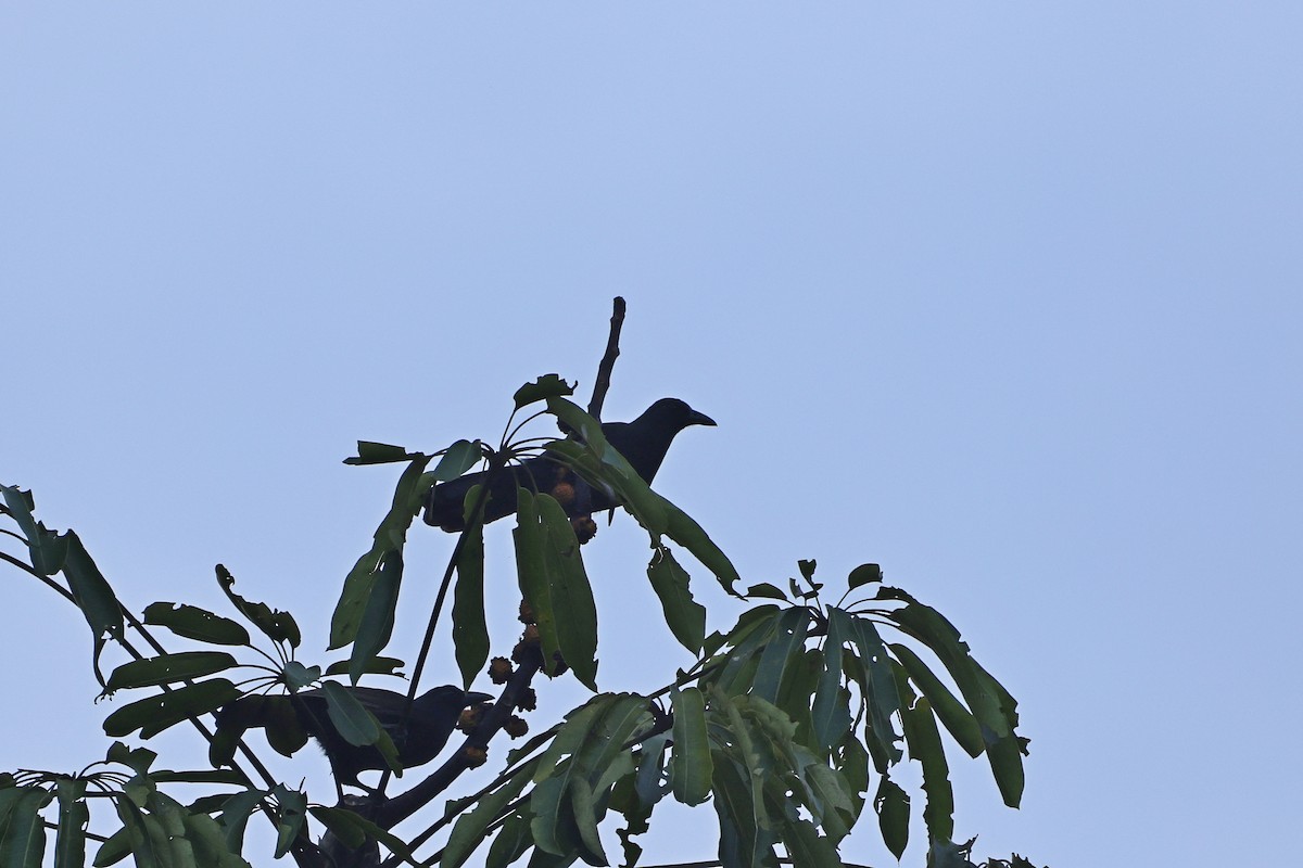 Halmahera Paradise-crow - ML647232855
