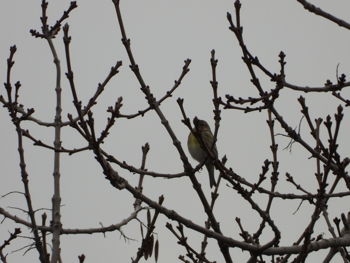 Txirriskila arrunta - ML647232856