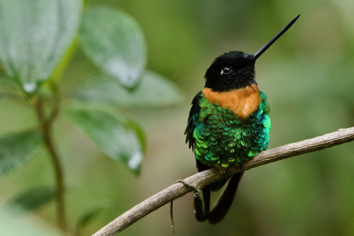 rustbrystinka - ML647232864