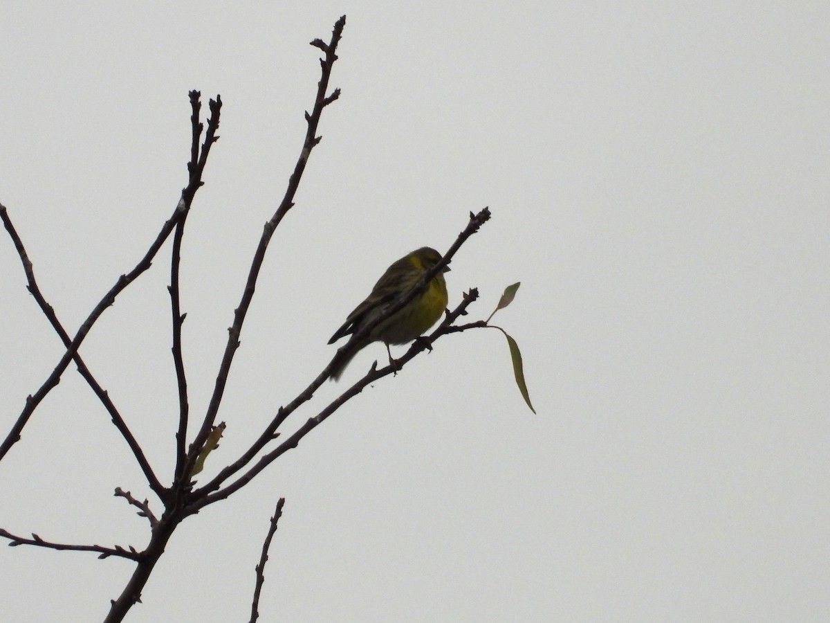 Txirriskila arrunta - ML647232866