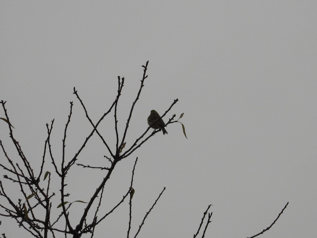 Txirriskila arrunta - ML647232867