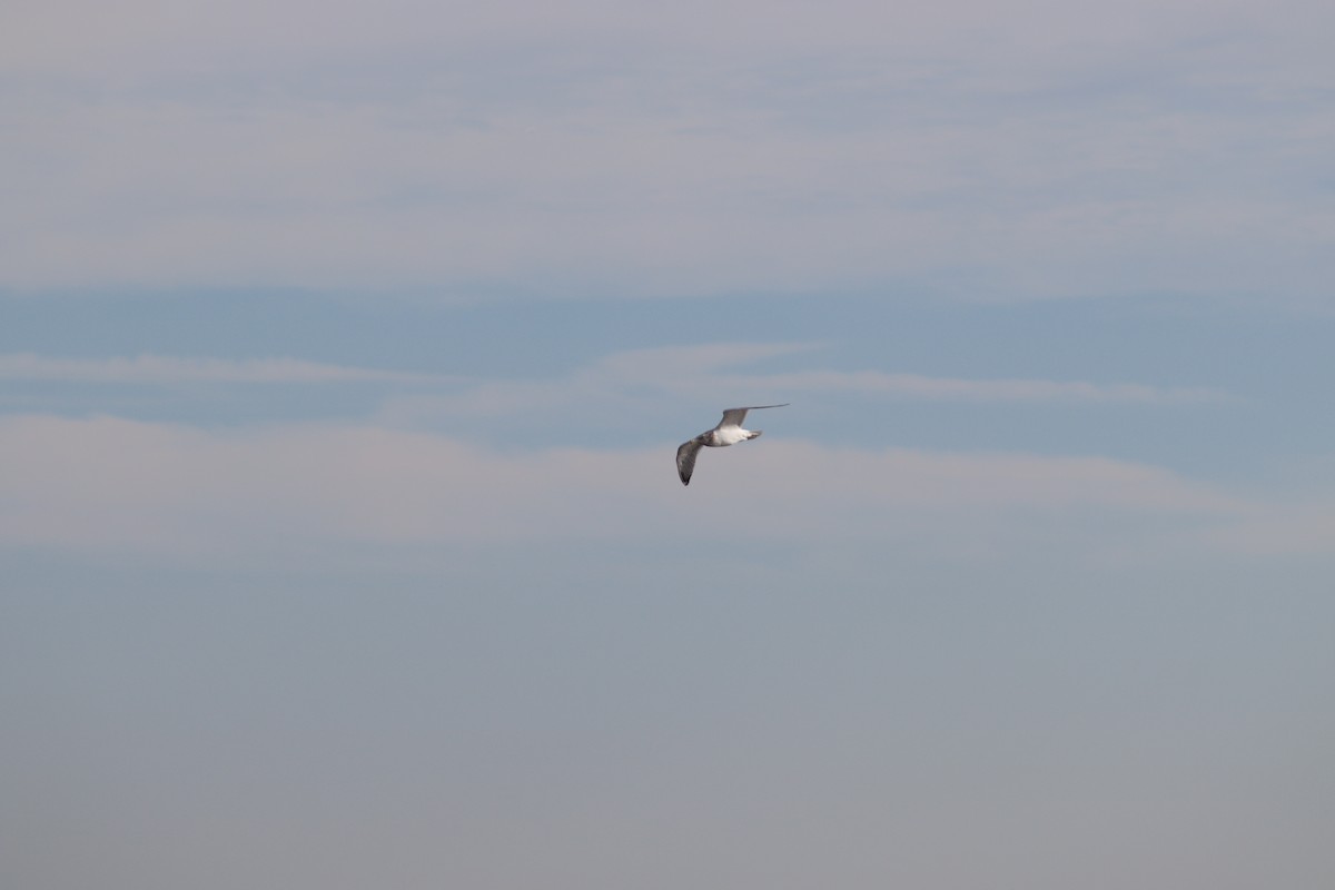 Ring-billed Gull - ML647232870