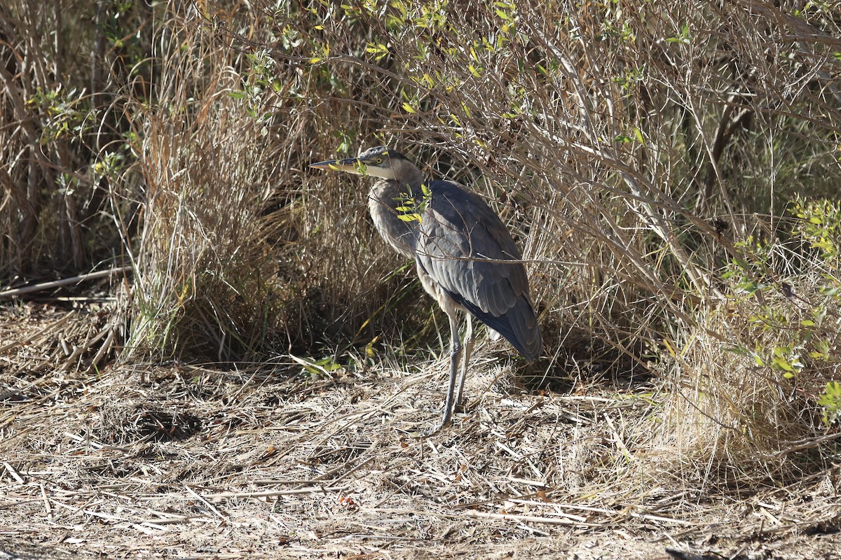 Great Blue Heron - ML647232871