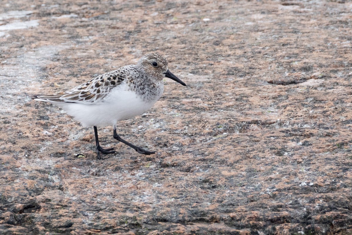 Песчанка - ML647232875