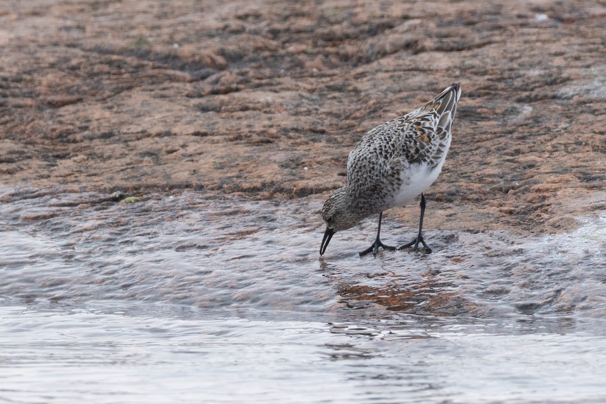 Песчанка - ML647232876