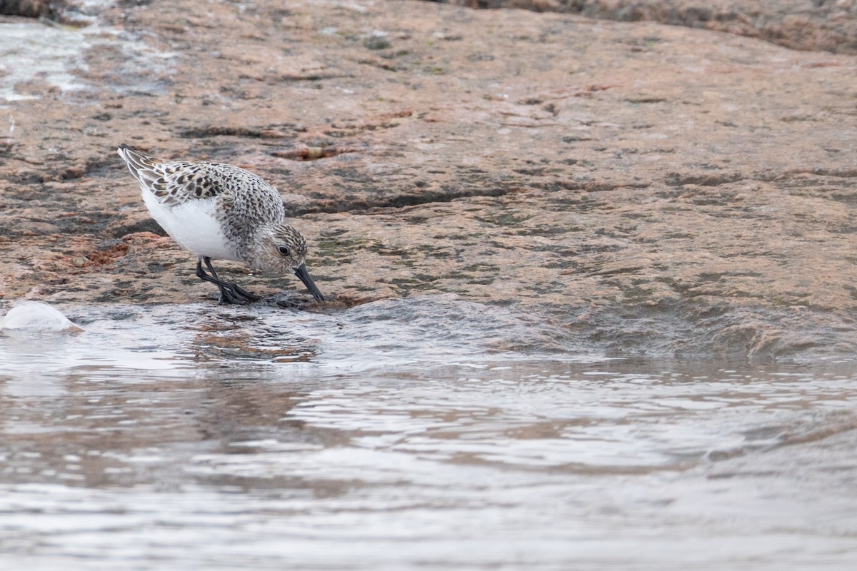 Песчанка - ML647232878