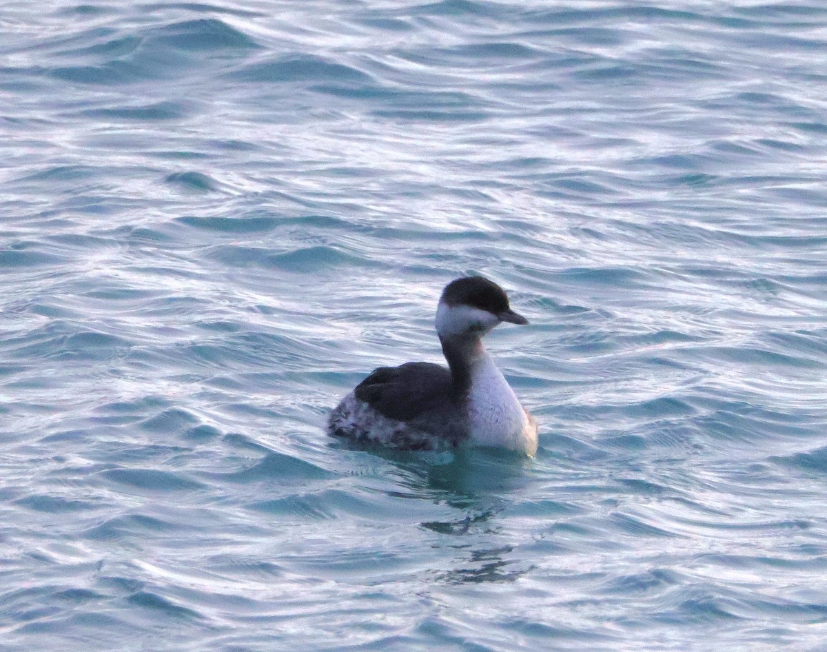 Horned Grebe - ML647232883