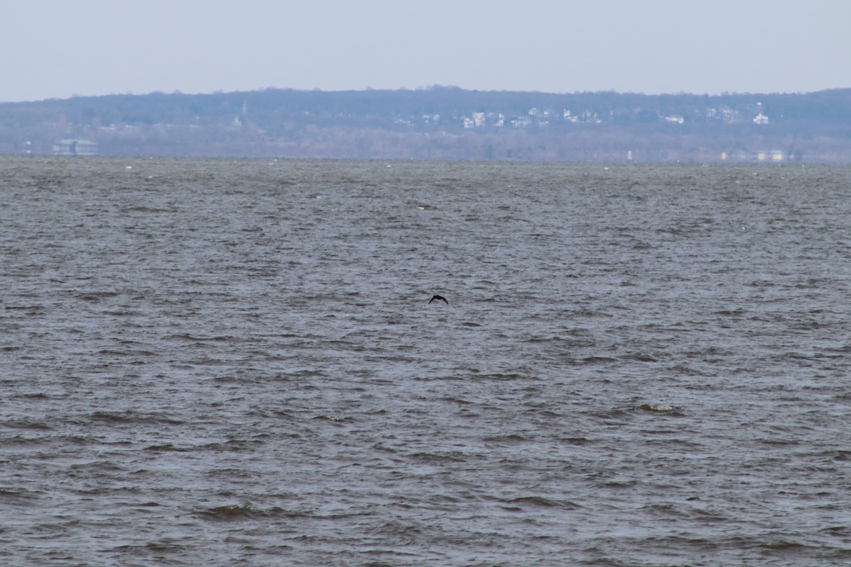 Black Scoter - ML647232884