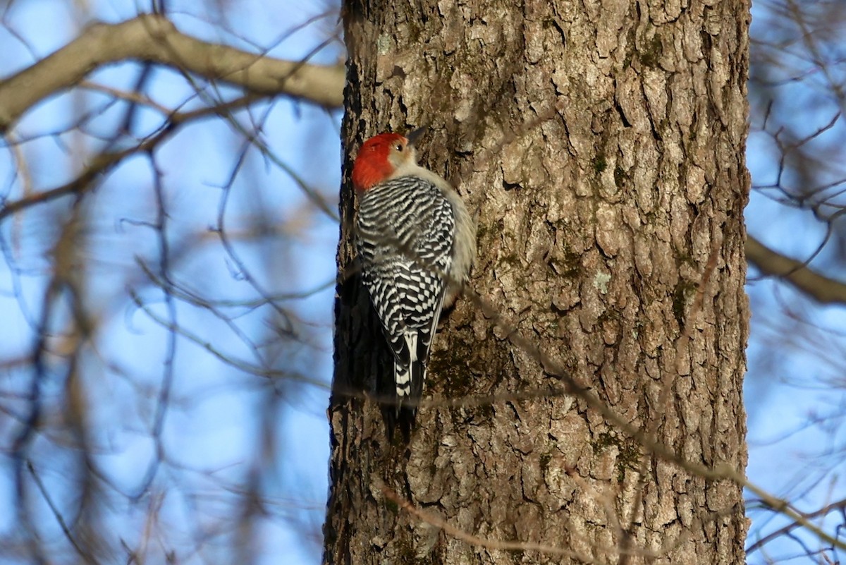 Red-bellied Woodpecker - ML647232889