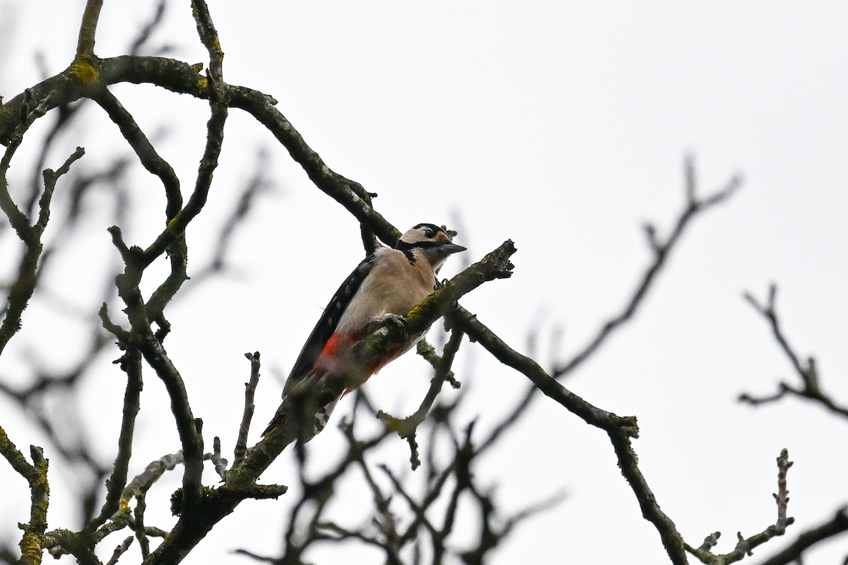 Great Spotted Woodpecker - ML647232890