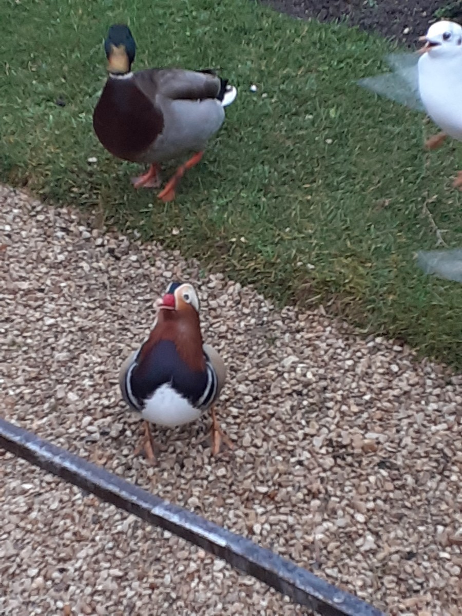 Mandarin Duck - ML647232893