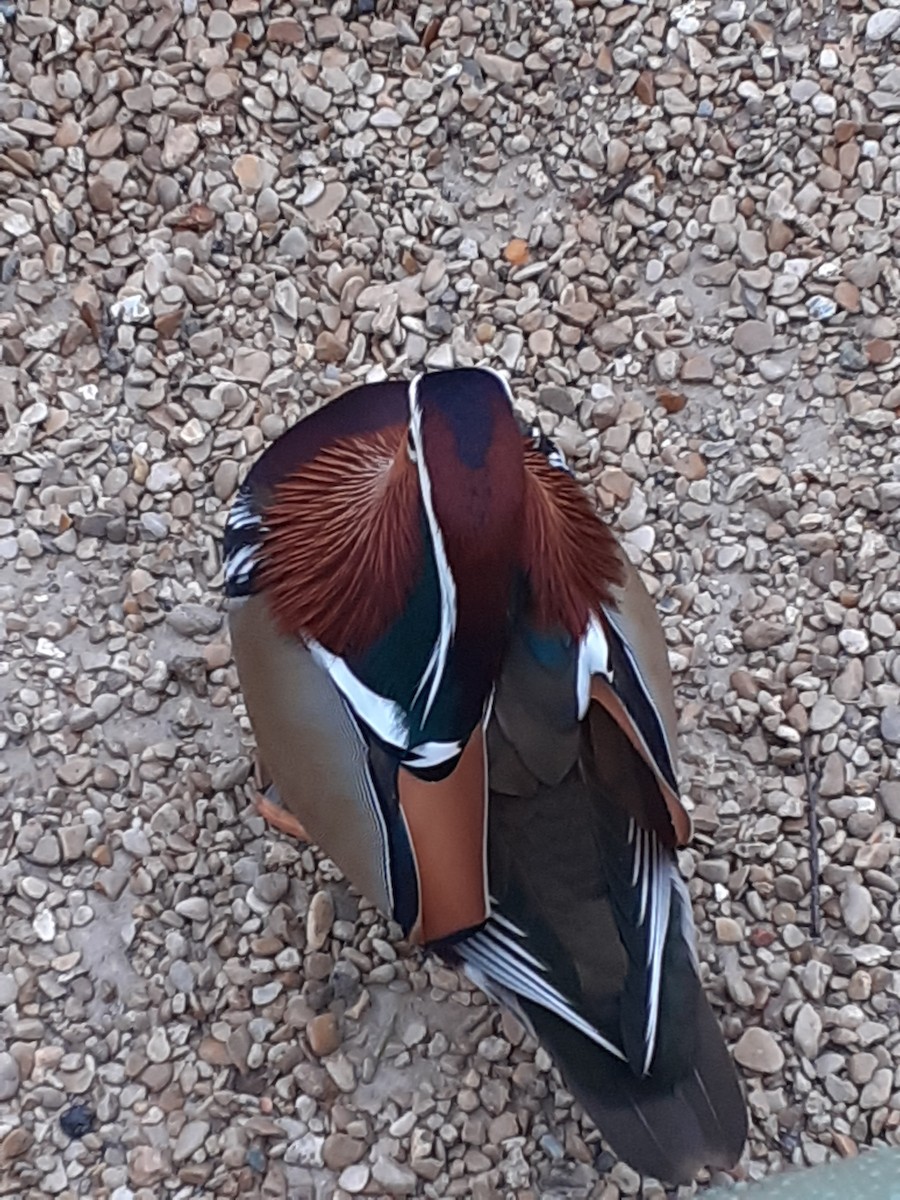 Mandarin Duck - ML647232895