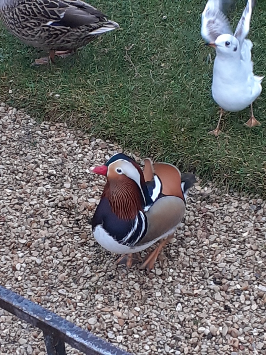 Mandarin Duck - ML647232896