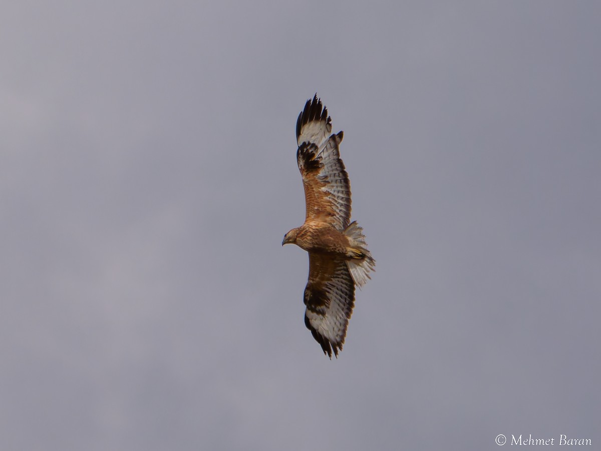 Busardo Moro - ML647232899