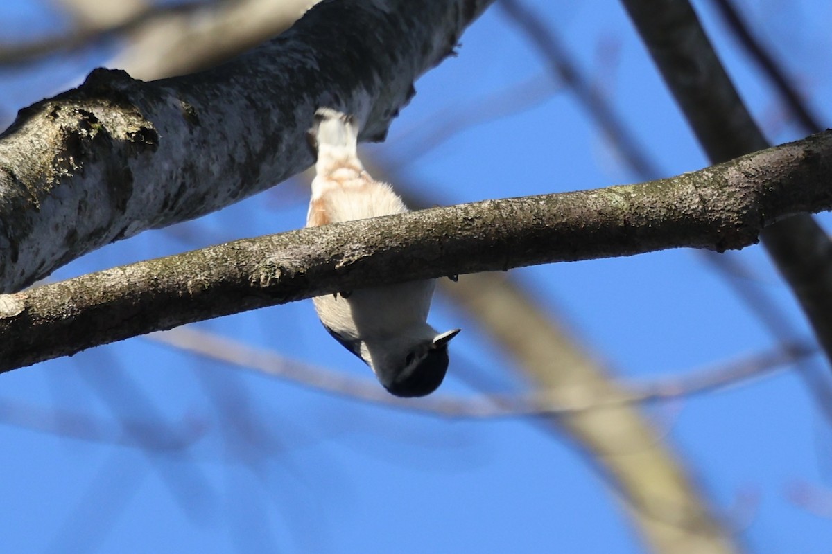 White-breasted Nuthatch - ML647232900