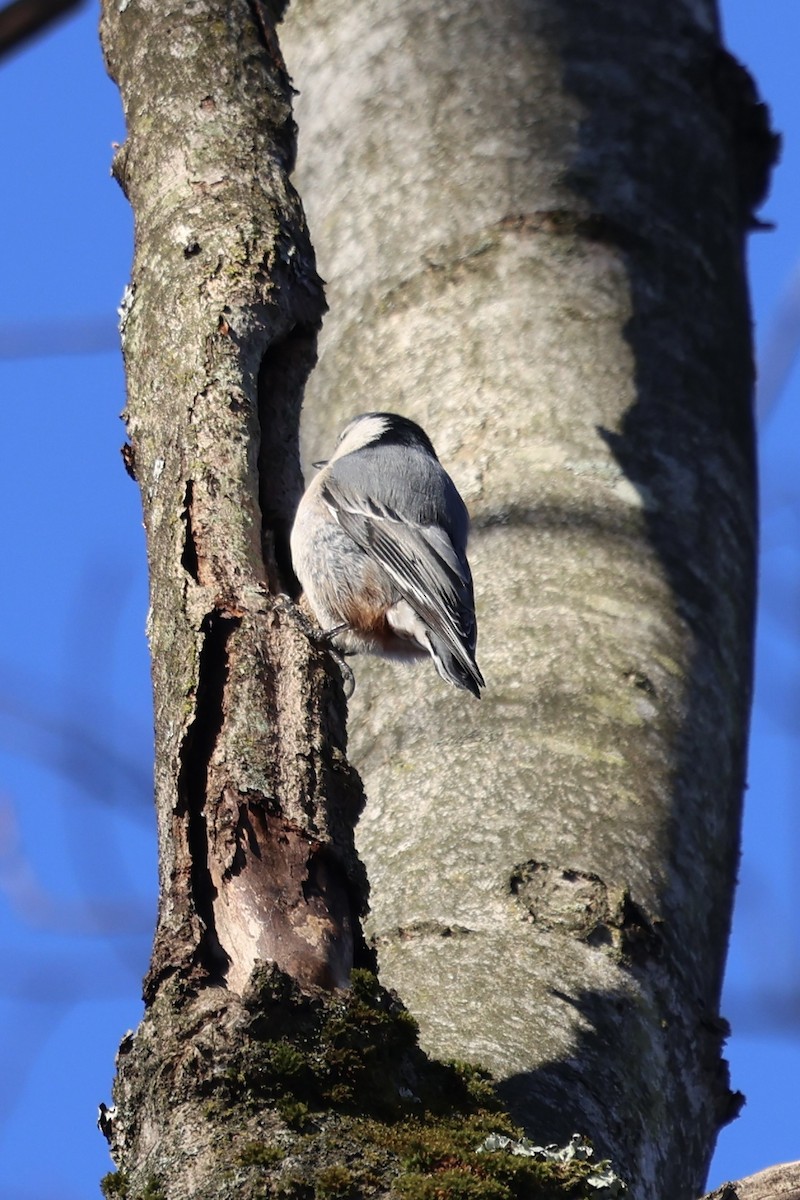White-breasted Nuthatch - ML647232901