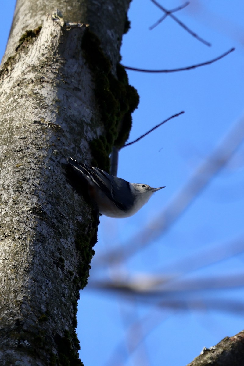 White-breasted Nuthatch - ML647232902