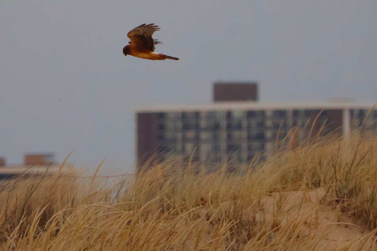 זרון אמריקני - ML647232913