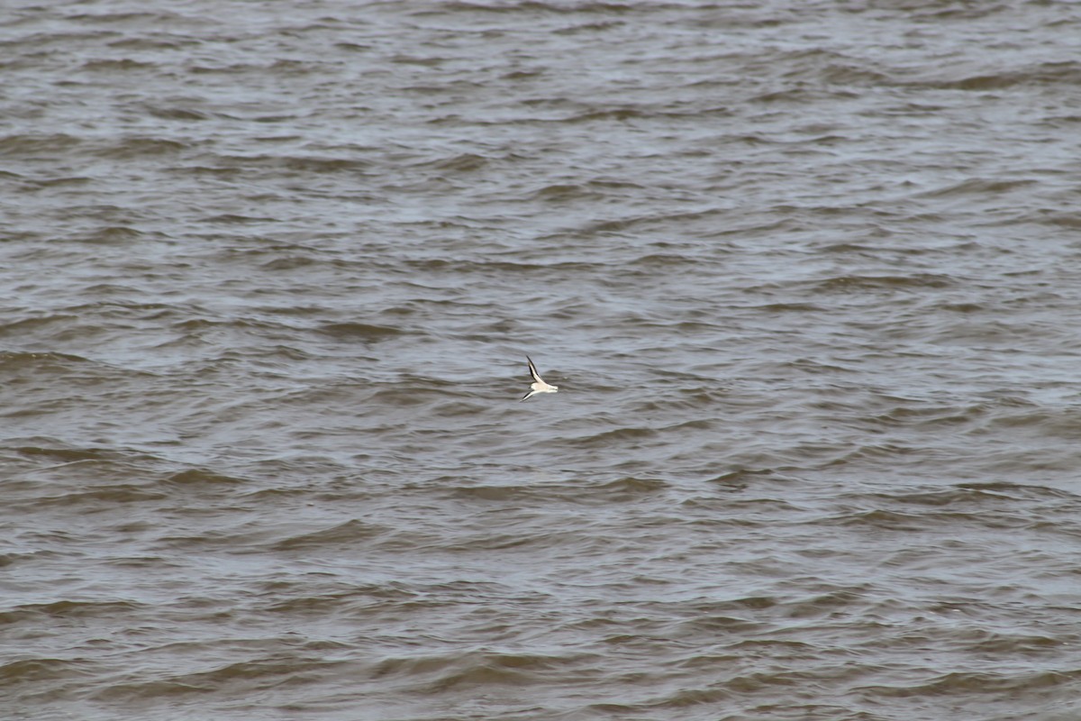 Песчанка - ML647232930