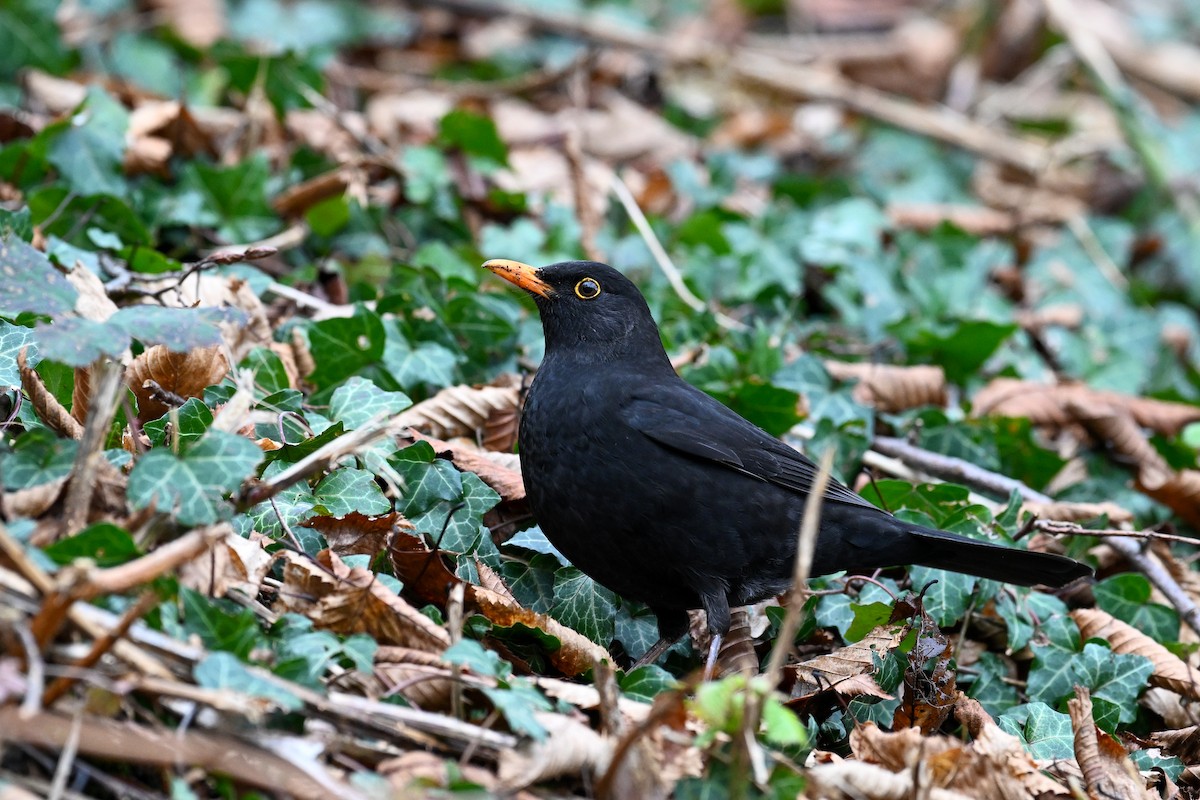 Eurasian Blackbird - ML647232931
