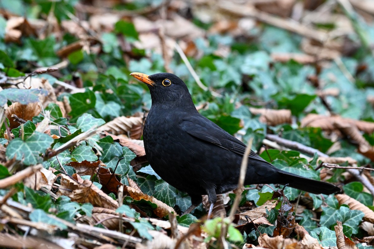 Eurasian Blackbird - ML647232934