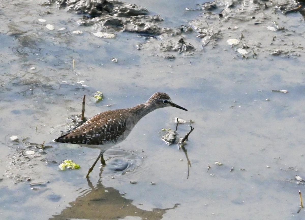 タカブシギ - ML647232936