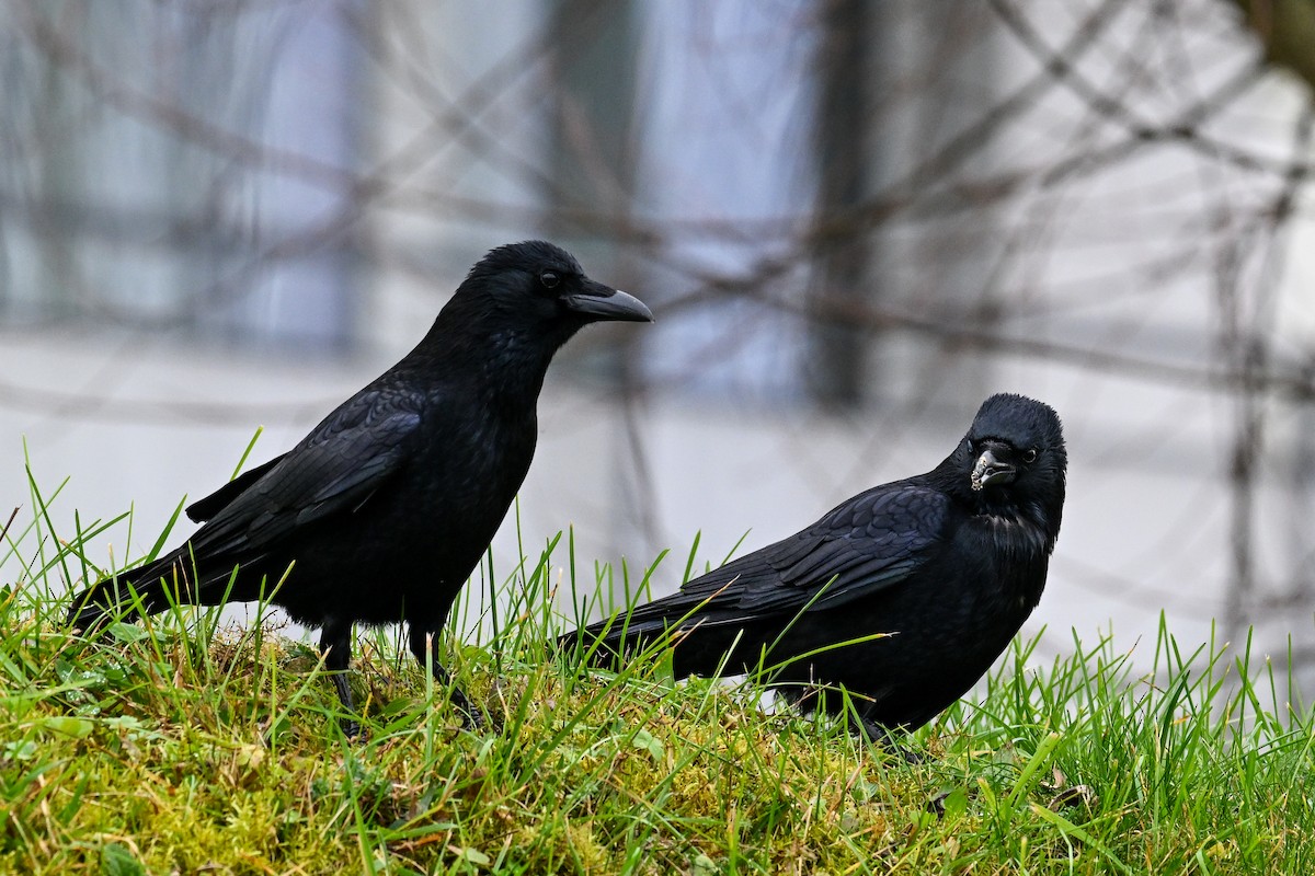 Carrion Crow - ML647232950