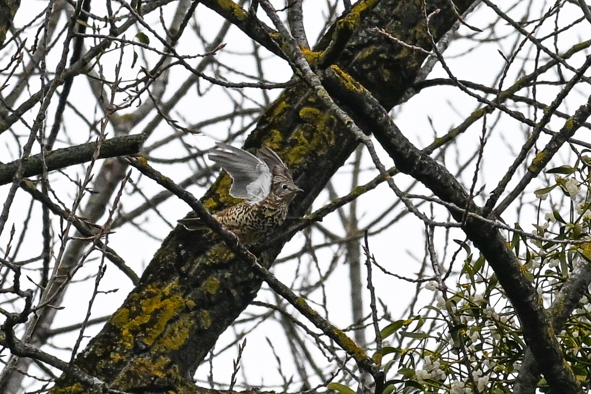 Mistle Thrush - ML647232958