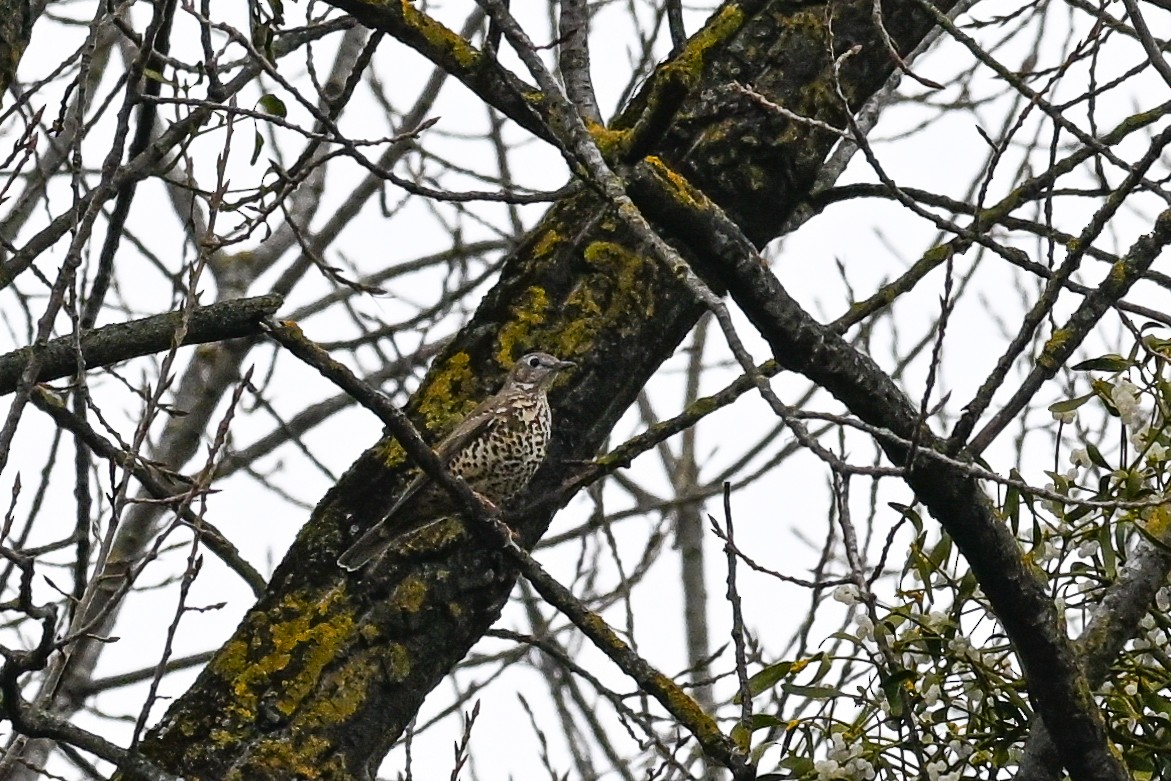 Mistle Thrush - ML647232962