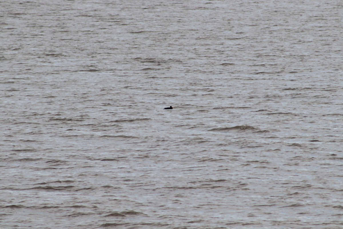 Surf Scoter - ML647232968