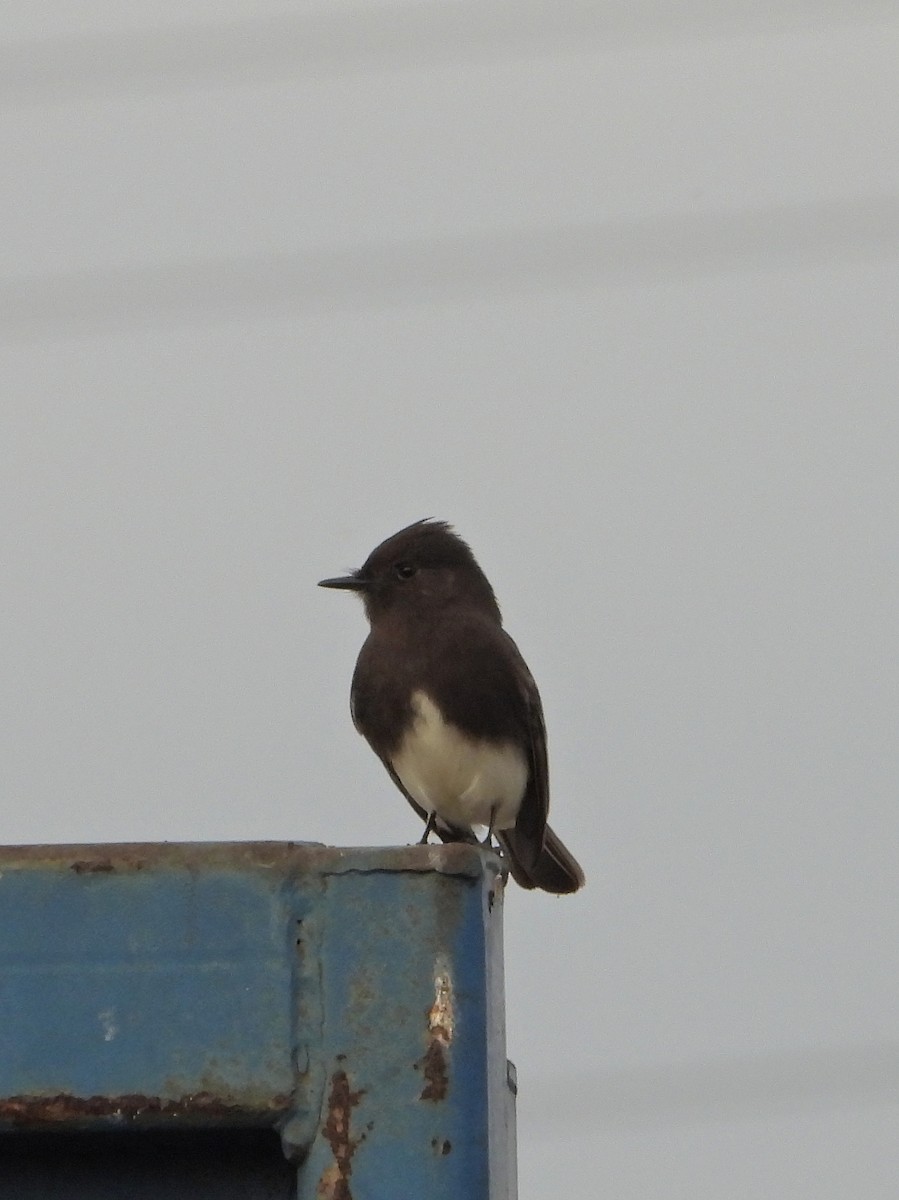 Black Phoebe - ML647232980