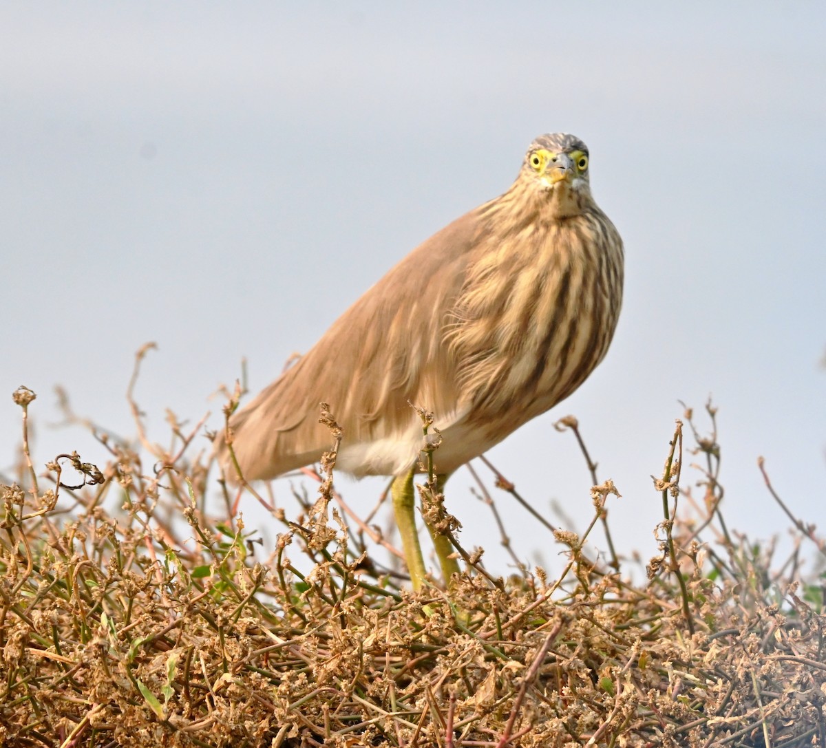 Indian Pond-Heron - ML647232986