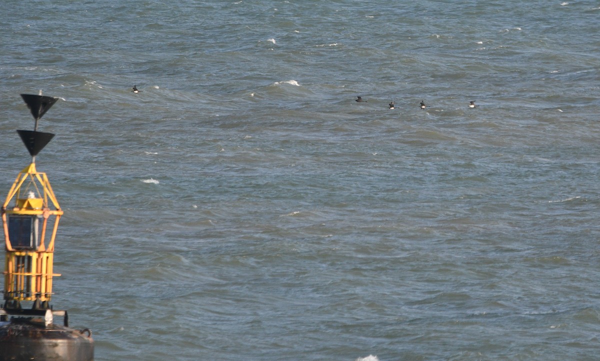 חמסן רחב-אברה - ML647232989