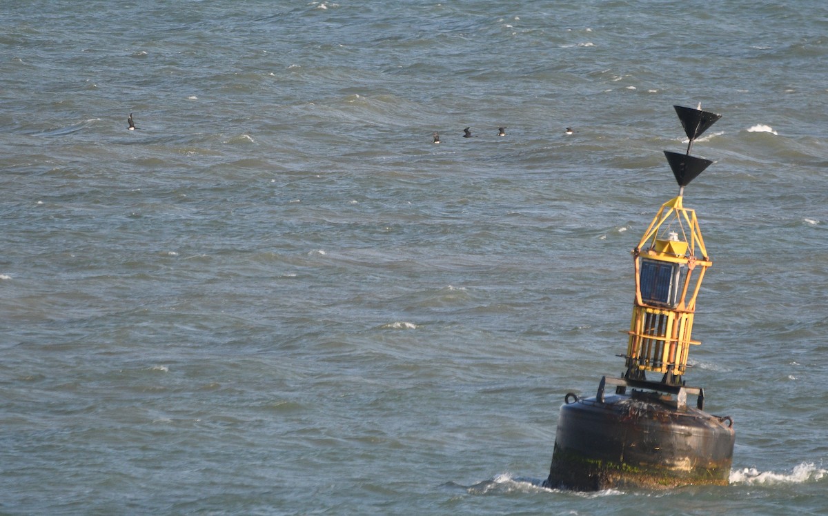 חמסן רחב-אברה - ML647232990