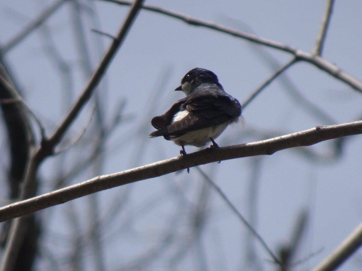 White-rumped Swallow - ML647232991