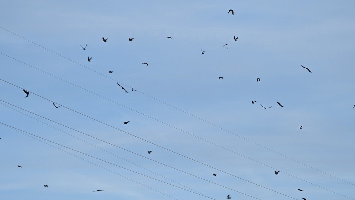 American Crow - ML647232996