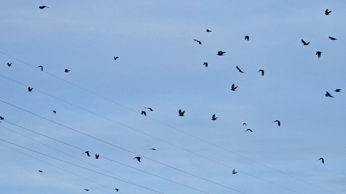 American Crow - ML647232997