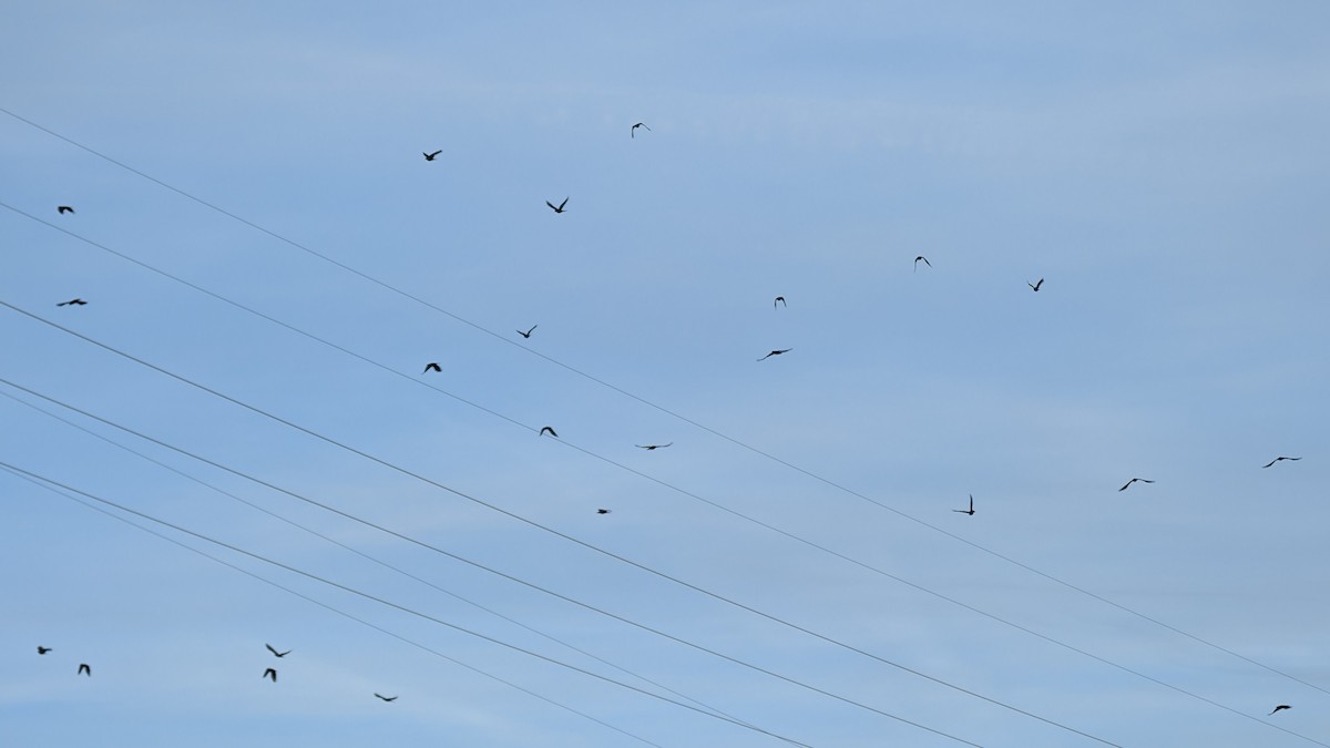 American Crow - ML647232998