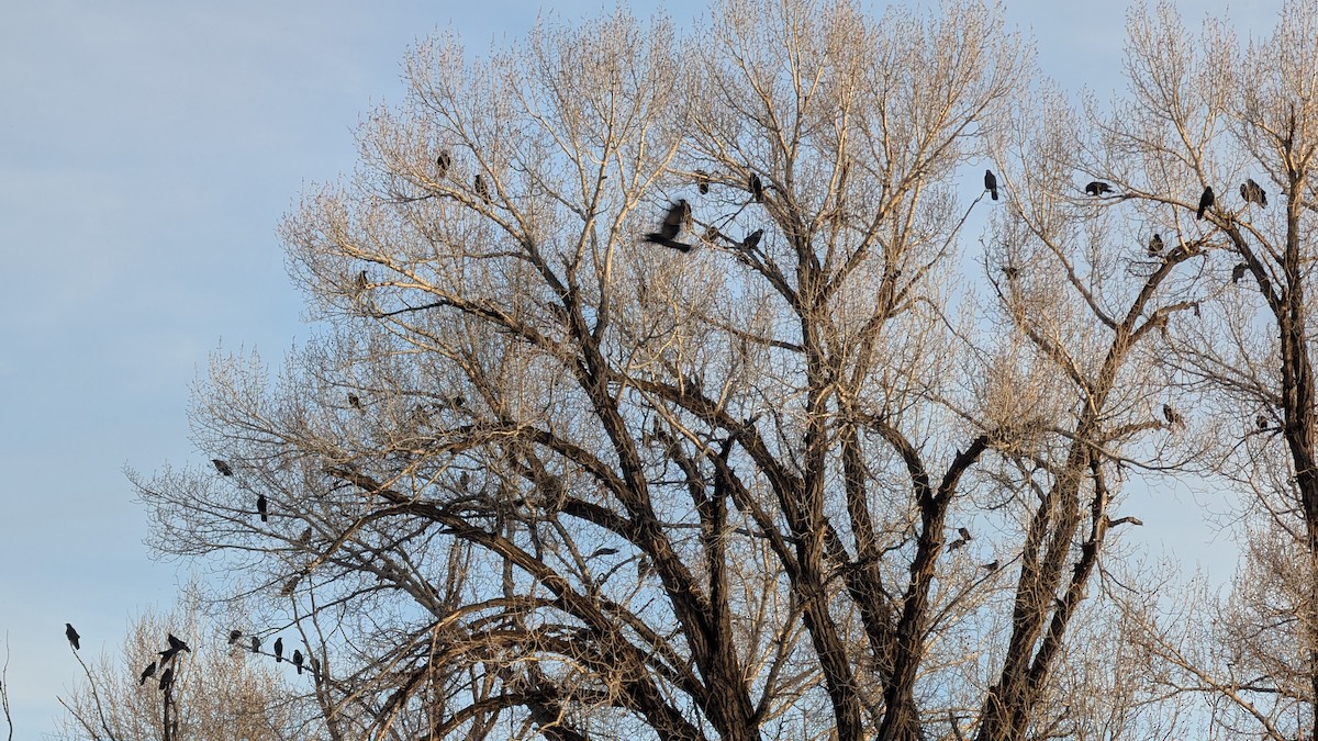 American Crow - ML647233001