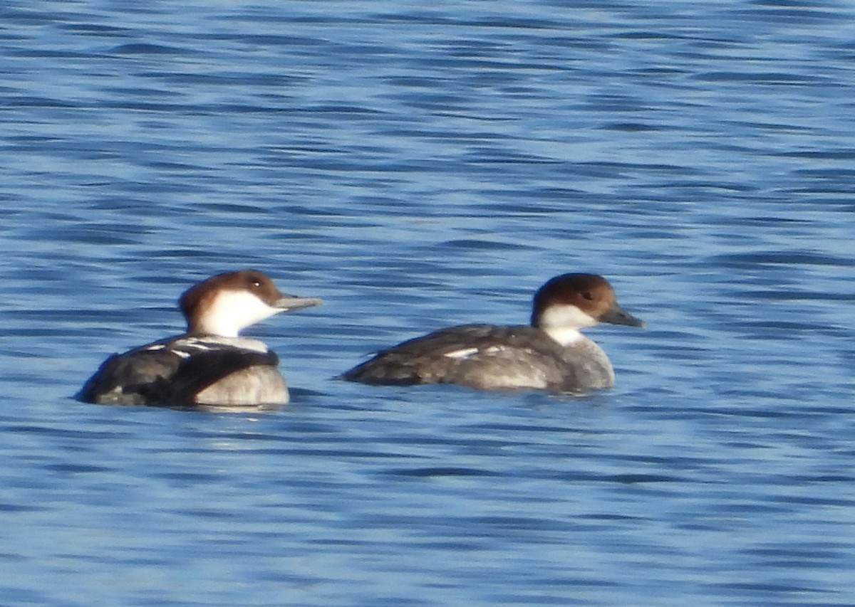 Крех малий - ML647233004