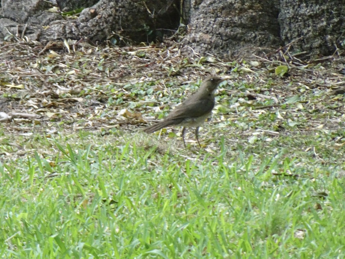 Creamy-bellied Thrush - ML647233020