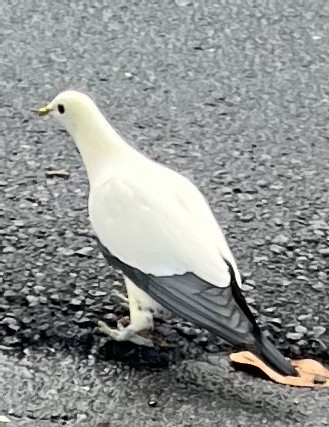 Torresian Imperial-Pigeon - ML647233028