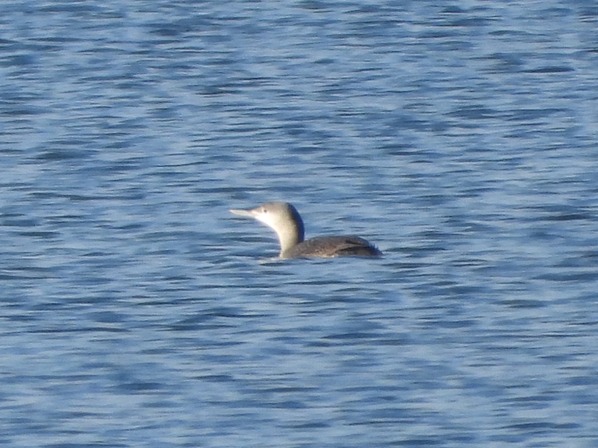 Гагара червоношия - ML647233040