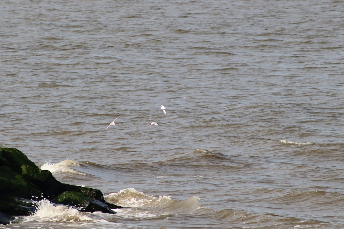 Песчанка - ML647233045