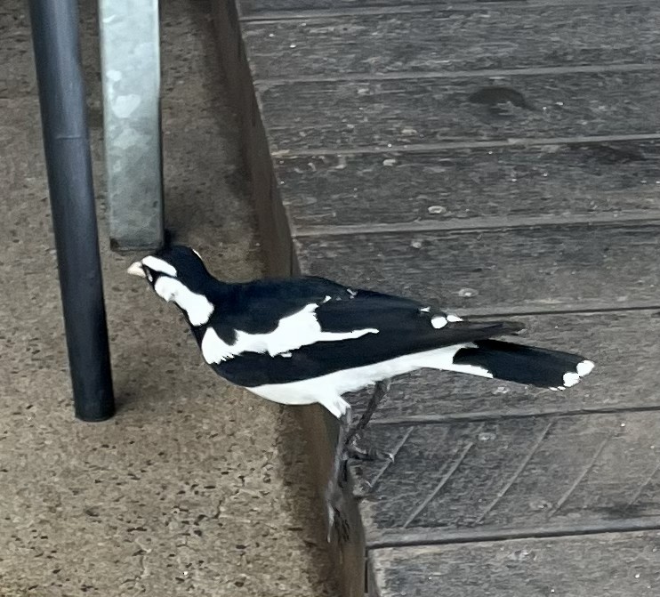 Magpie-lark - ML647233047